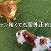 狭いですが犬達は意外と走り回れます。