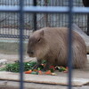 9年ぶりの王子動物園