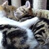 【かわいい】抱き合う子猫たちの動画集