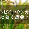 トビイロウンカに農薬は効くのか？！【防除薬剤と天敵についても調べてみた】