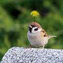 すずめ農園の生きものブログ