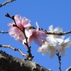 公園の十月桜