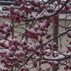 春の花と雪