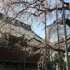 三春滝桜　駅からのシャトルバス運行中止