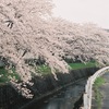 桜雨