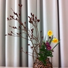 クロネコヤナギとラッパ水仙で春を感じる生け花