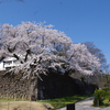 桜咲く鶴丸倉庫