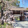 【京都】『平野神社』に行ってきました。 桜 女子旅 京都観光