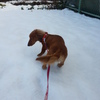 雪やこんこ犬は喜び庭かけまわり