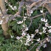 明日、3月３日（月）は桃の節句、ひな祭りです。