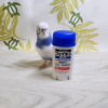 【ここすけの日常】インコがフェイタスをcoolに演奏してみた！編【budgerigar】