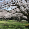 大庭城址公園のサクラ