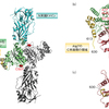 【文献紹介】Atg7～オートファジー必須酵素～