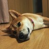 番犬してますよアピール