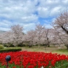 【京都府立植物園～半木の道】桜にチューリップも満開！花盛りの京都の穴場コースをぶらり散歩