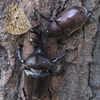 色気より食い気のカブトムシ