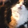 【おもしろ】モフモフしたら変な声で叫ぶ猫【動画】