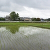 19/6/24　恩田川の田んぼに、燕群れ飛ぶ！