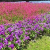 やまぐちフラワーランドの花木風景（39）：山口県柳井市