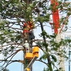 【神戸/イベント】メリケンパーク のクリスマスツリーの植樹の様子と点灯を見てきました