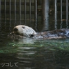 【神戸須磨海浜水族園ラッコ館】明日香ちゃんだってスピード狂!!爆走モードで泳ぎます!!【海のパンダ?癒やし】 