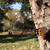 11/3,7/2021・越冬はまだまだ早そう、公園で秋の顔ぶれを追いかけました