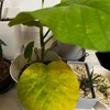 【観葉植物】ウンベラータの具合が悪い(葉が変色する、落葉する)