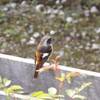 ジョウビタキのペア