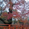 北野天満宮献茶祭に京都へ！