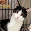 6ヶ月の兄妹猫さんと7ヶ月の黒猫ちゃん２月18日日曜日忠岡譲渡会参加予定