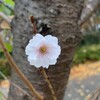 季節外れの桜