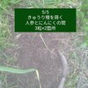 自然農5/5　畑に応じる、身体の調子に応じる