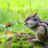 「オホーツクシマリス公園」のシマリス