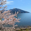 【滋賀・桜】散りはじめの「海津大崎」に桜を見に行く