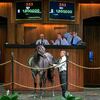 【2013 OBS Selected Sale of Two-Year-Olds In Training】が終了!(最高価格馬はSmart Strike産駒)