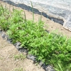 玉ねぎの収穫と、サツマイモ畝の除草