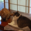 プチプチ