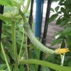 キュウリの収穫