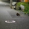 （たぶん）アナグマ