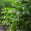 雨で庭の緑いきいき