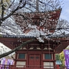 川越喜多院・桜ー川越週末散歩