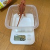 拒食中のフトアゴヒゲトカゲの強制給餌の方法