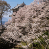 信州　長野県上田市　上田城跡の桜と東虎口櫓門と北櫓４