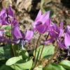 北海道にも花が