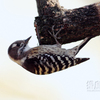 小啄木鳥（コゲラ）