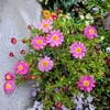 歩道の花壇のチューリップ