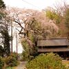 谷部の枝垂れ桜・・