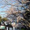 桜と最終演説