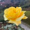 晩秋のバラ　Roses in the end of autumn