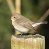 植物園で撮影した鳥たち（２０１９　０１１９）